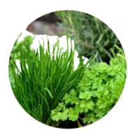 herbs1-removebg-preview